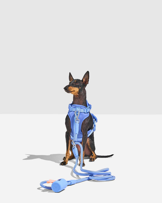 Harness Walk Kit